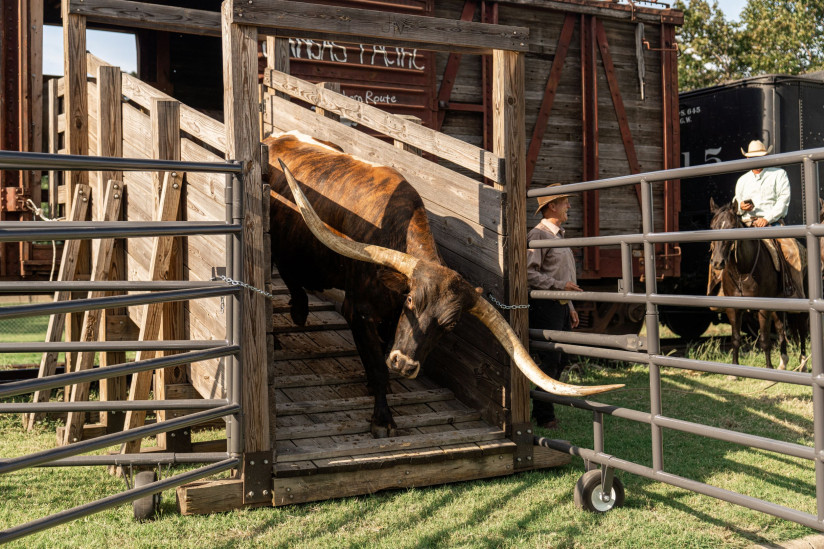 Old-Abilene-Town-Longhorn-Abilene,KS