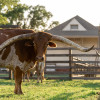 longhorn-old-abilene-town-abilene,ks