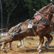 Draft-Horse-Pull-Abilene,KS